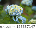 Blue hydrangea 126637147