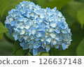 Blue hydrangea 126637148