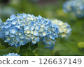 Blue hydrangea 126637149