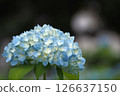 Blue hydrangea 126637150