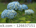 Blue hydrangea 126637151