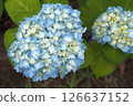 Blue hydrangea 126637152