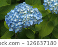 Blue hydrangea 126637180