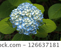 Blue hydrangea 126637181