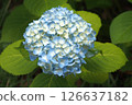 Blue hydrangea 126637182