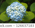 Blue hydrangea 126637183