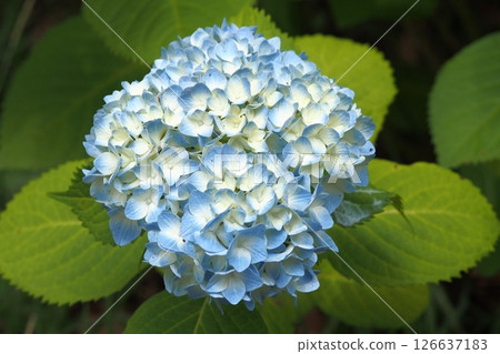 Blue hydrangea 126637183