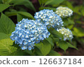 White hydrangea 126637184