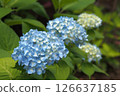 Blue hydrangea 126637185