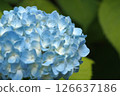 Blue hydrangea 126637186