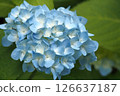 Blue hydrangea 126637187