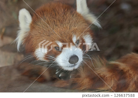 Lesser panda Lesser panda 126637588