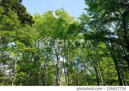 北海道深山老林（北海道當別町） 126637726