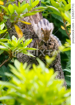 A sleepy chipmunk perches on a branch 126637731