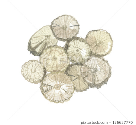 日本燈籠植物莖的水彩畫，切片，Boui 126637770