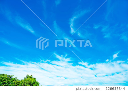 Blue sky, clouds and grove 126637844