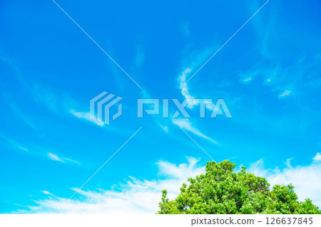 Blue sky, clouds and grove 126637845