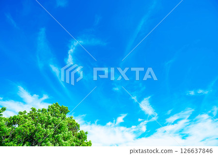 Blue sky, clouds and grove 126637846