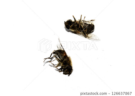 Close up of a dead house fly insect on a white background Close up of a dead house fly insect on a white background 126637867
