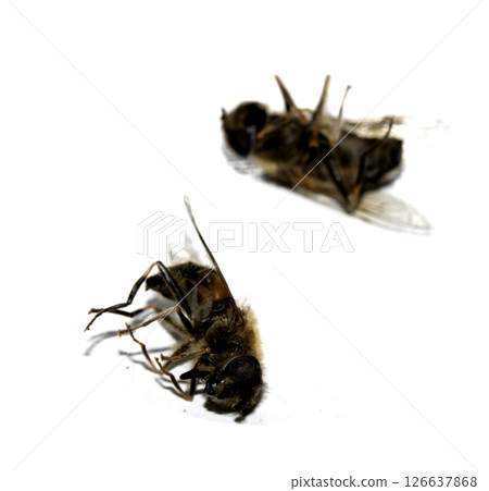 Close up of a dead house fly insect on a white background Close up of a dead house fly insect on a white background 126637868