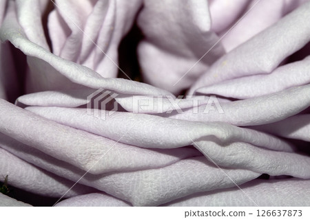 Close up of pale pink Blue Moon rose breed petals flower Close up of pale pink Blue Moon rose breed petals flower 126637873