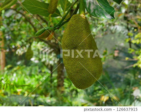 Durian Jackfruit (Artocarpus heterophyllus) close up Durian Jackfruit (Artocarpus heterophyllus) close up 126637915