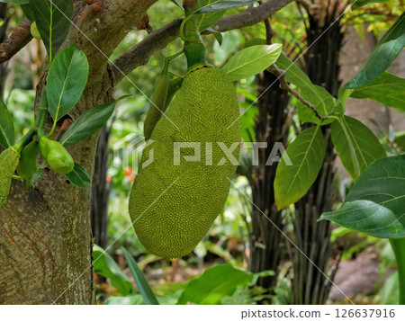 Durian Jackfruit (Artocarpus heterophyllus) close up  126637916