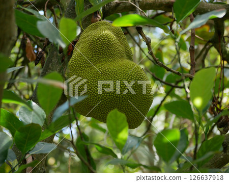 Durian Jackfruit (Artocarpus heterophyllus) close up high quality.  126637918