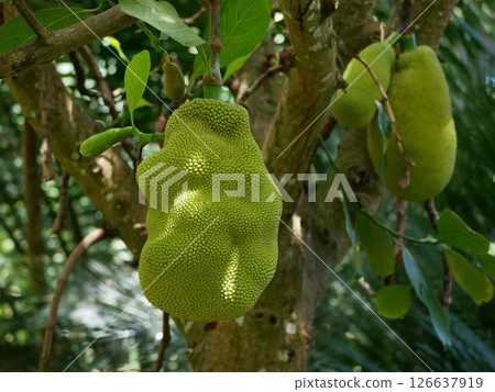 Durian Jackfruit (Artocarpus heterophyllus) close up high quality.  126637919