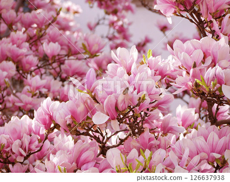First spring flowers magnolia bloom 126637938