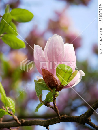 First spring flowers magnolia bloom 126637939