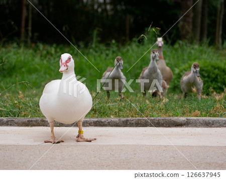 Mother goose with goslings on the lawn in the botanical garden Jardim Botanico Tropical in Lisbon 126637945