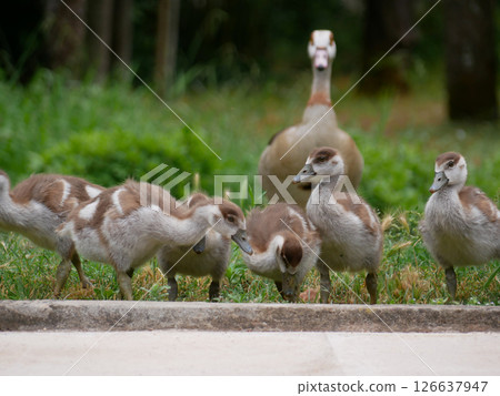 Mother goose with goslings on the lawn in the botanical garden Jardim Botanico Tropical in Lisbon 126637947