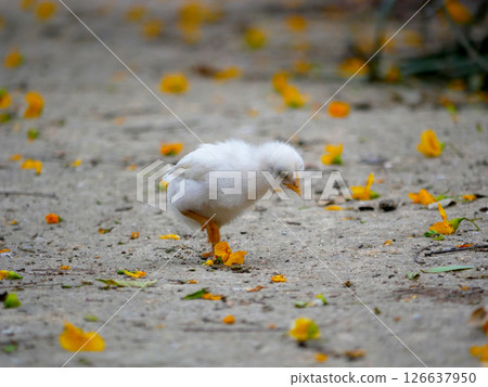 Cute baby chick in the botanical garden Jardim Botanico Tropical in Lisbon 126637950