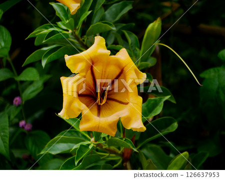 A huge yellow flower Solandra in the botanical garden Jardim Botanico Tropical in Lisbon.  126637953