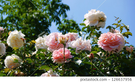 Varietal elite roses bloom in Rosengarten Volksgarten in Vienna. Pink and white Floribunda rose  126637956