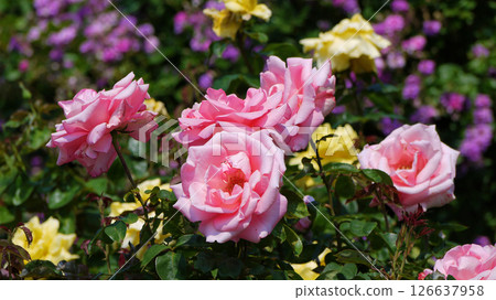 Varietal elite roses bloom in Rosengarten Volksgarten in Vienna. Pink, violet and yellow Grandiflora Varietal elite roses bloom in Rosengarten Volksgarten in Vienna. Pink, violet and yellow Grandiflora 126637958