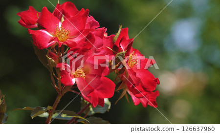 Varietal elite roses bloom in Rosengarten Volksgarten in Vienna. Red Polyantha rose flower close up 126637960
