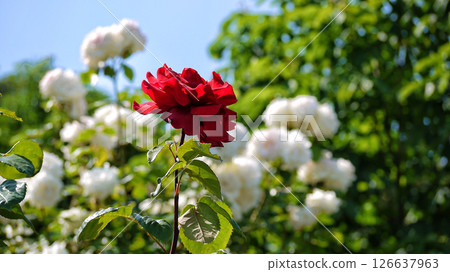 Varietal elite roses bloom in Rosengarten Volksgarten in Vienna. Red and white Floribunda rose  126637963