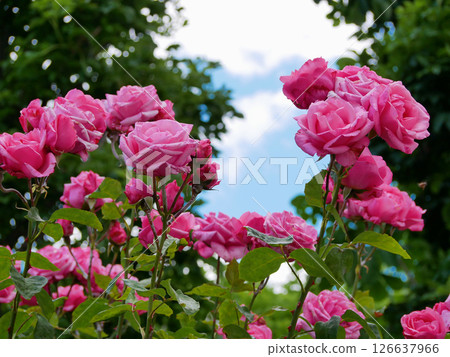 Varietal elite roses bloom in Rosengarten Volksgarten in Vienna. Pink Grandiflora rose flowers Varietal elite roses bloom in Rosengarten Volksgarten in Vienna. Pink Grandiflora rose flowers 126637966
