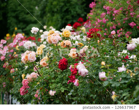 Varietal elite roses bloom in Rosengarten Volksgarten in Vienna. Multicolor Grandiflora rose flowers 126637967