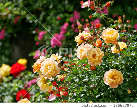 Varietal elite roses bloom in Rosengarten Volksgarten in Vienna. Red and yellow Grandiflora rose  126637973