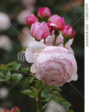 Varietal elite roses bloom in Rosengarten Volksgarten in Vienna. Pink Floribunda rose  126637974