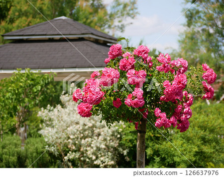 Varietal elite roses bloom in Blumengarten Hirschstetten in Vienna. Pink Polyantha rose flowers 126637976