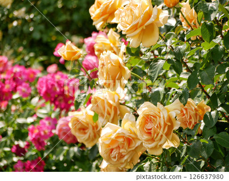 Varietal elite roses bloom in Rosengarten Volksgarten in Vienna. Pink and yellow Floribunda rose  126637980