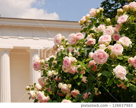 Varietal elite roses bloom in Rosengarten Volksgarten in Vienna. Pink Floribunda rose flowers Varietal elite roses bloom in Rosengarten Volksgarten in Vienna. Pink Floribunda rose flowers 126637983
