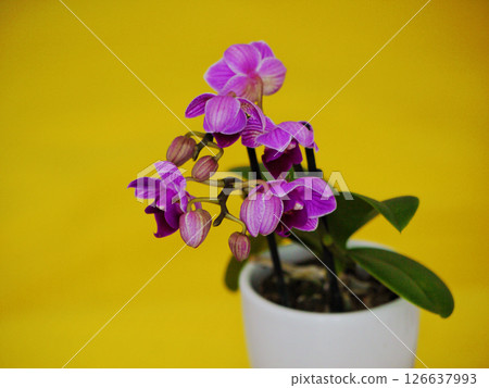 Purple orchid on yellow background 126637993