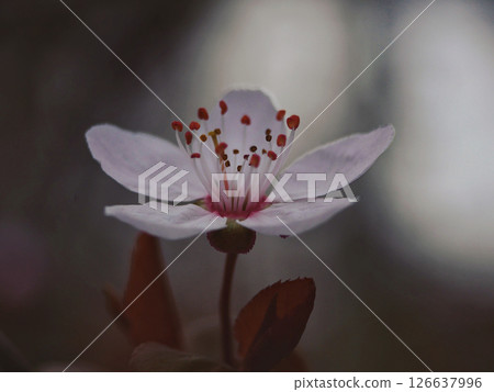Close-up photo of cherry blossom 126637996