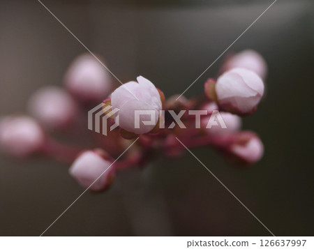 Close up cherry blossom buds, spring bloom 126637997