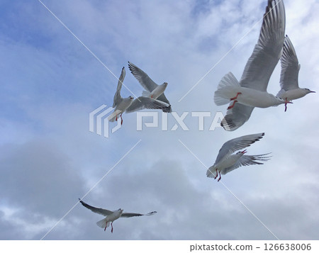 Seagulls fly in the sky over the sea 126638006